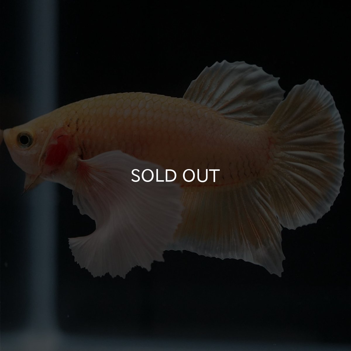 画像5: HMPKダンボ　イエローゴールド (5)