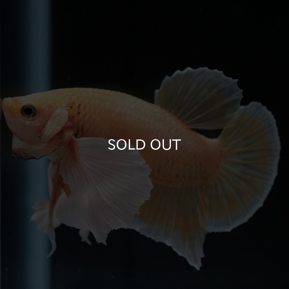 画像3: HMPKダンボ　イエローゴールド (3)