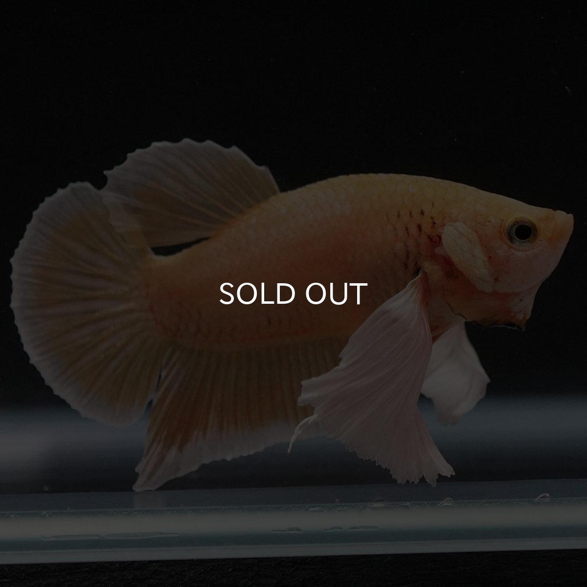 画像4: HMPKダンボ　イエローゴールド (4)