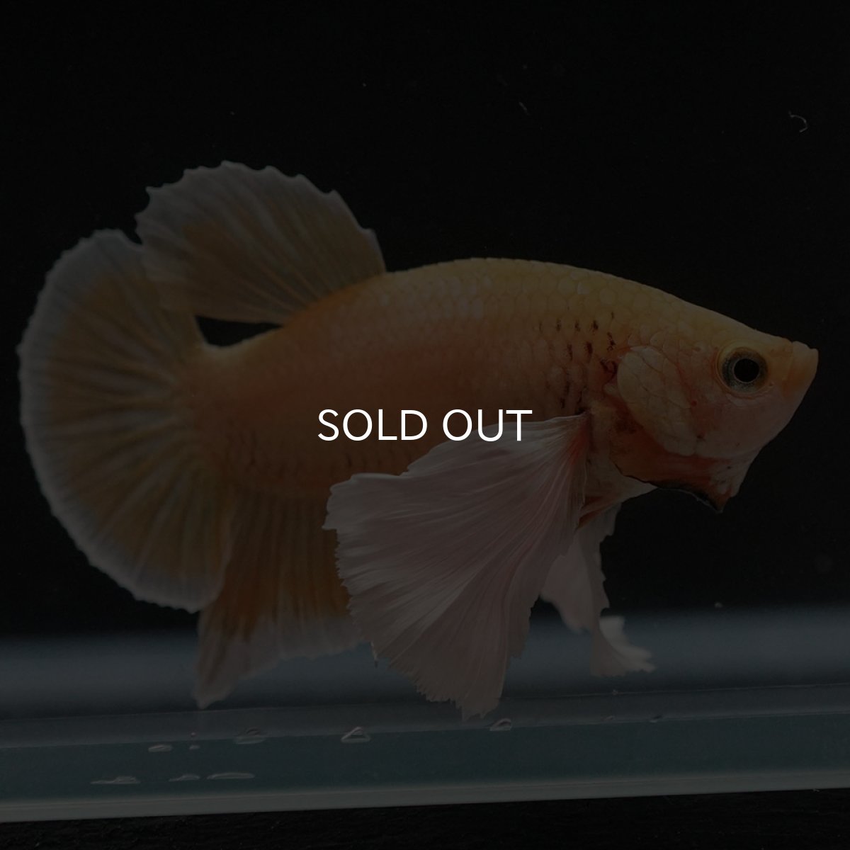 画像2: HMPKダンボ　イエローゴールド (2)