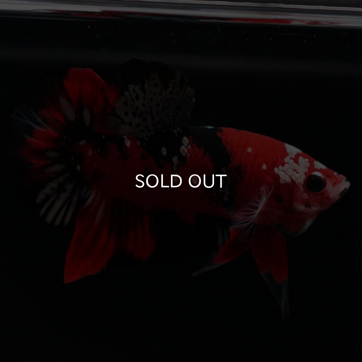 画像8: HMPK　鯉カッパー (8)