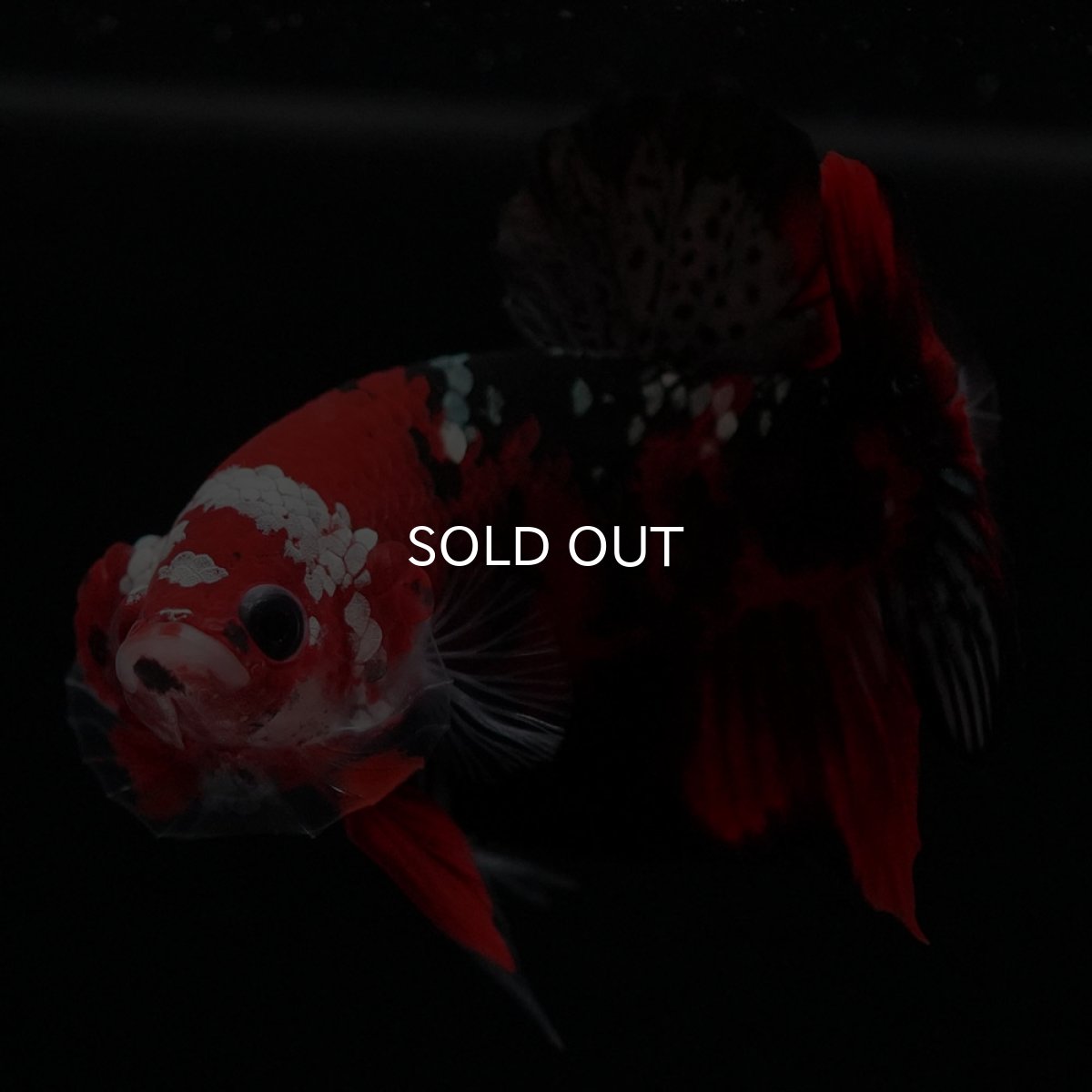 画像7: HMPK　鯉カッパー (7)