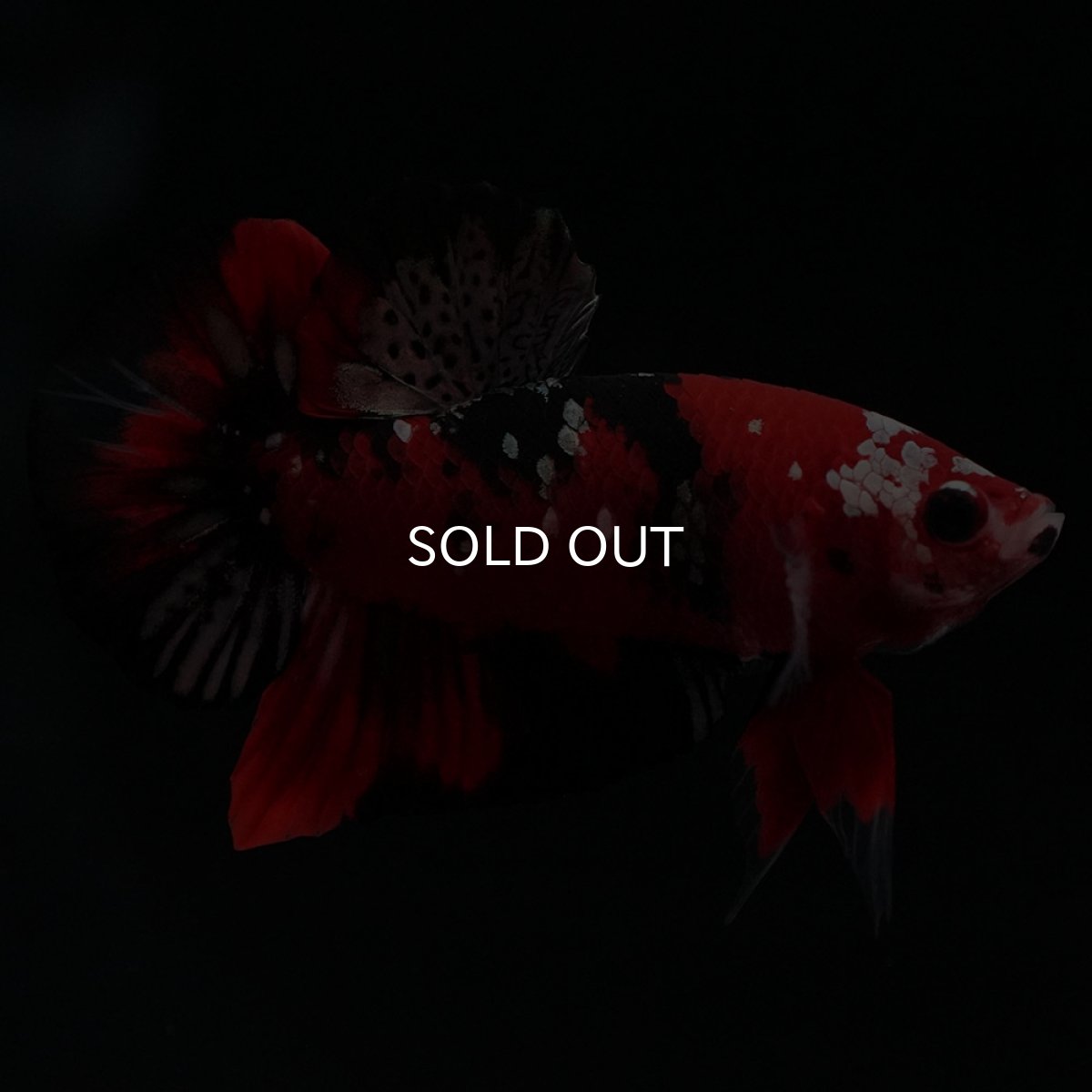 画像4: HMPK　鯉カッパー (4)