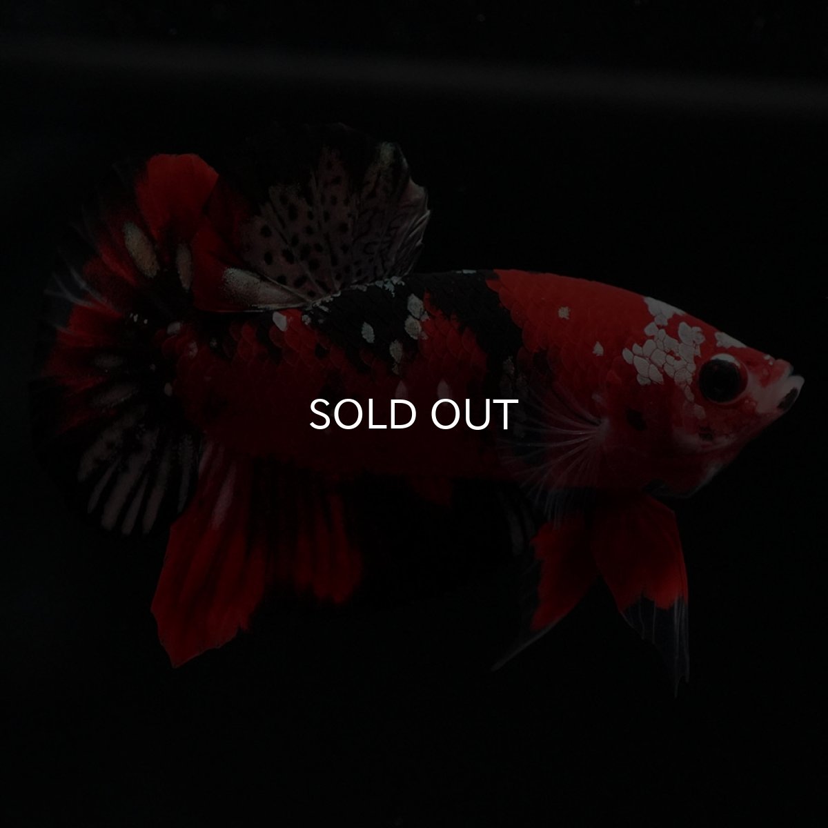 画像2: HMPK　鯉カッパー (2)