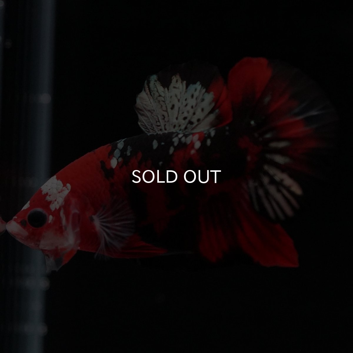 画像5: HMPK　鯉カッパー (5)