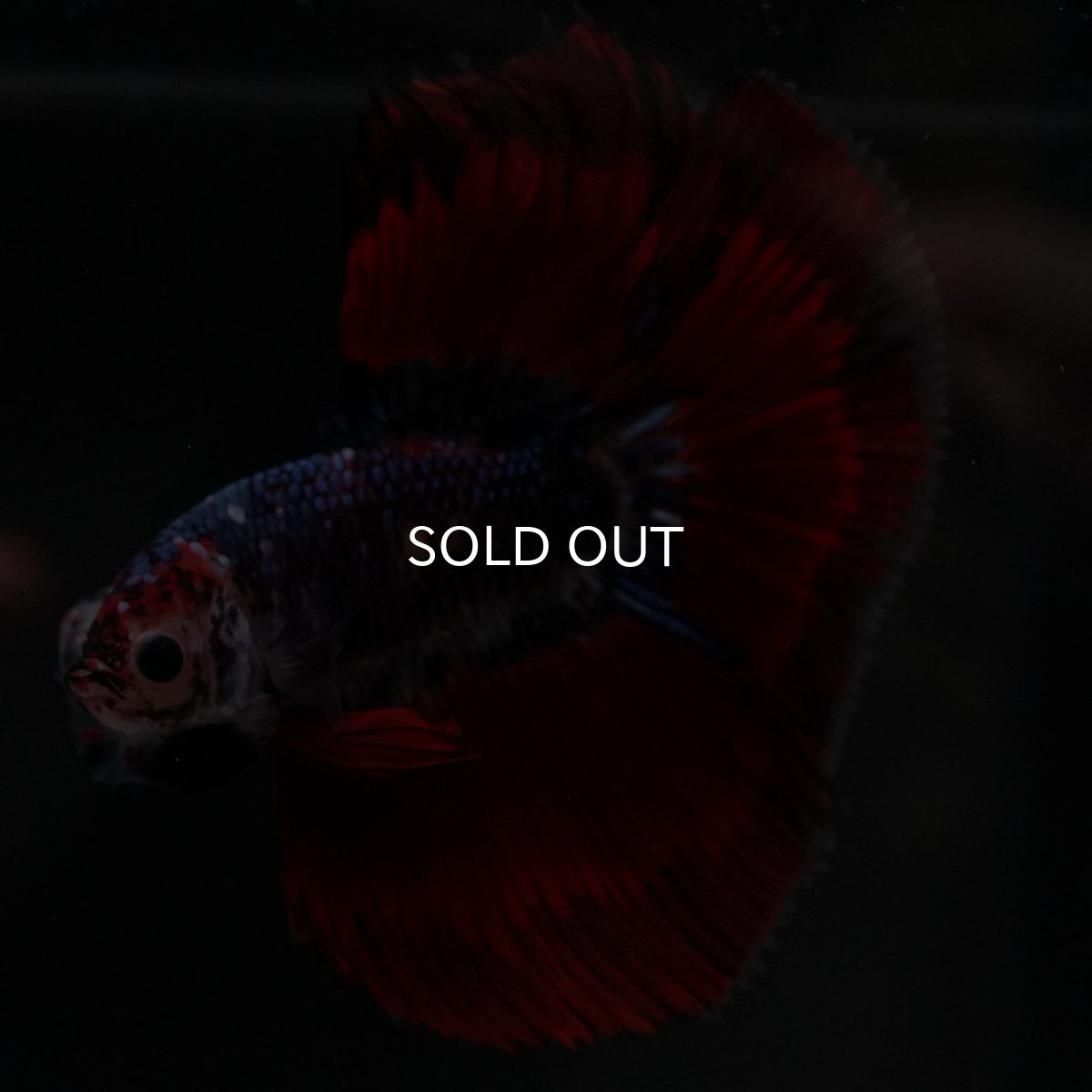 画像6: HM　ブルーレッド (6)