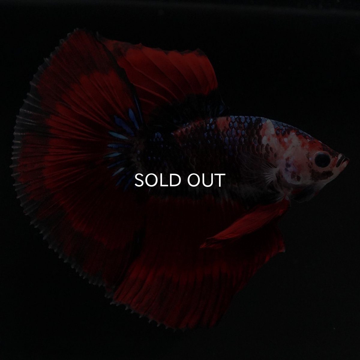 画像3: HM　ブルーレッド (3)