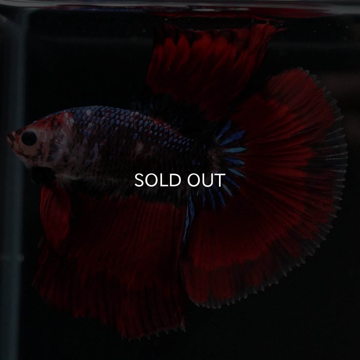 画像4: HM　ブルーレッド (4)