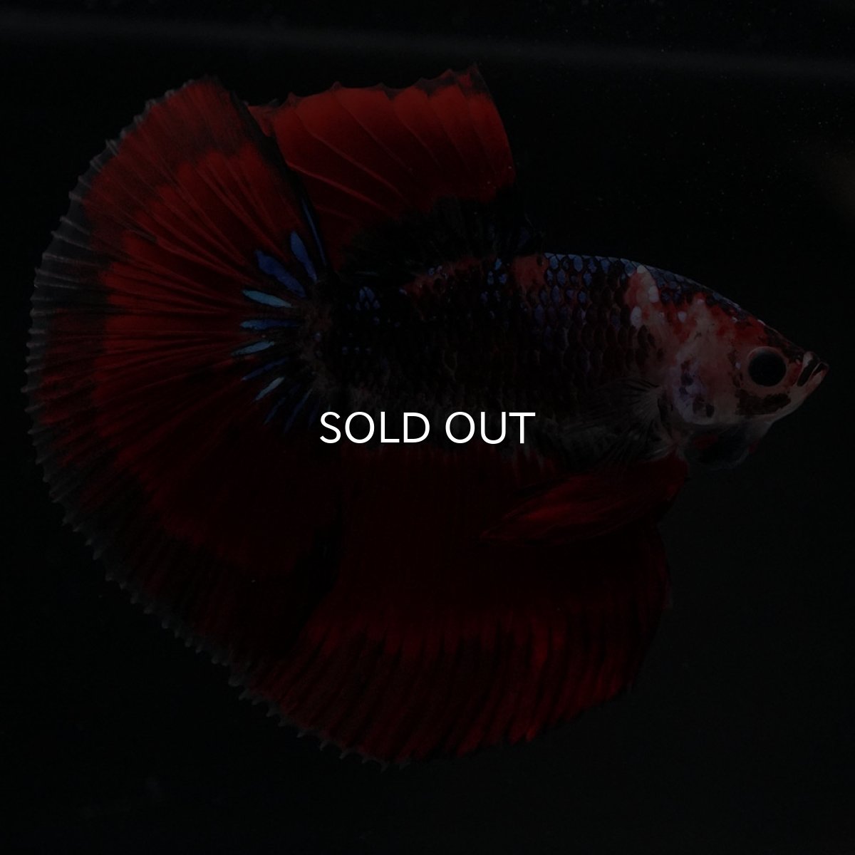 画像5: HM　ブルーレッド (5)