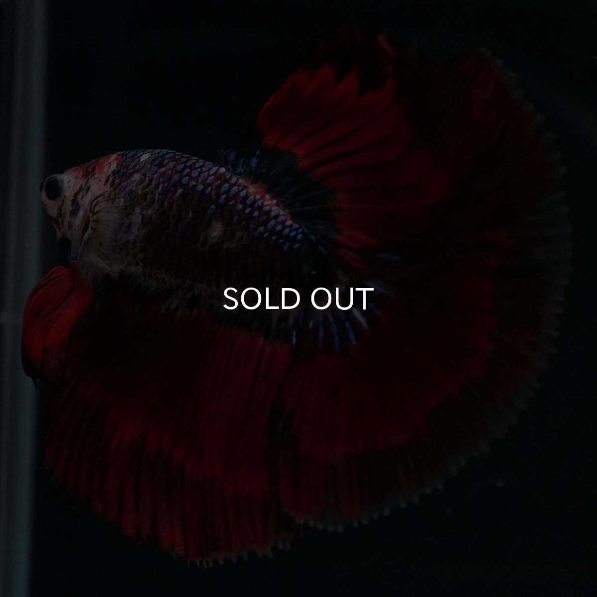 画像2: HM　ブルーレッド (2)