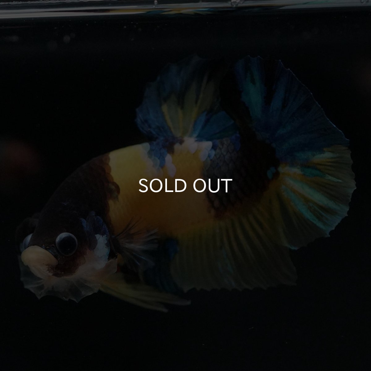 画像9: HMPK　イエロータイガー (9)