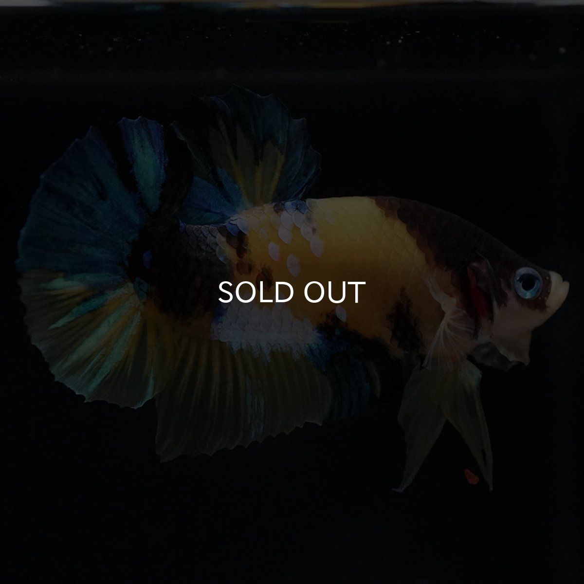 画像8: HMPK　イエロータイガー (8)