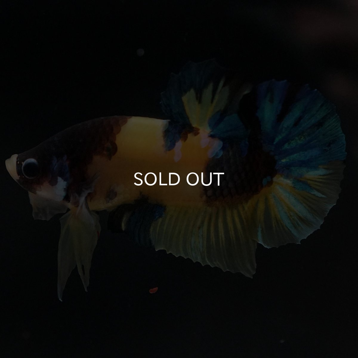 画像2: HMPK　イエロータイガー (2)