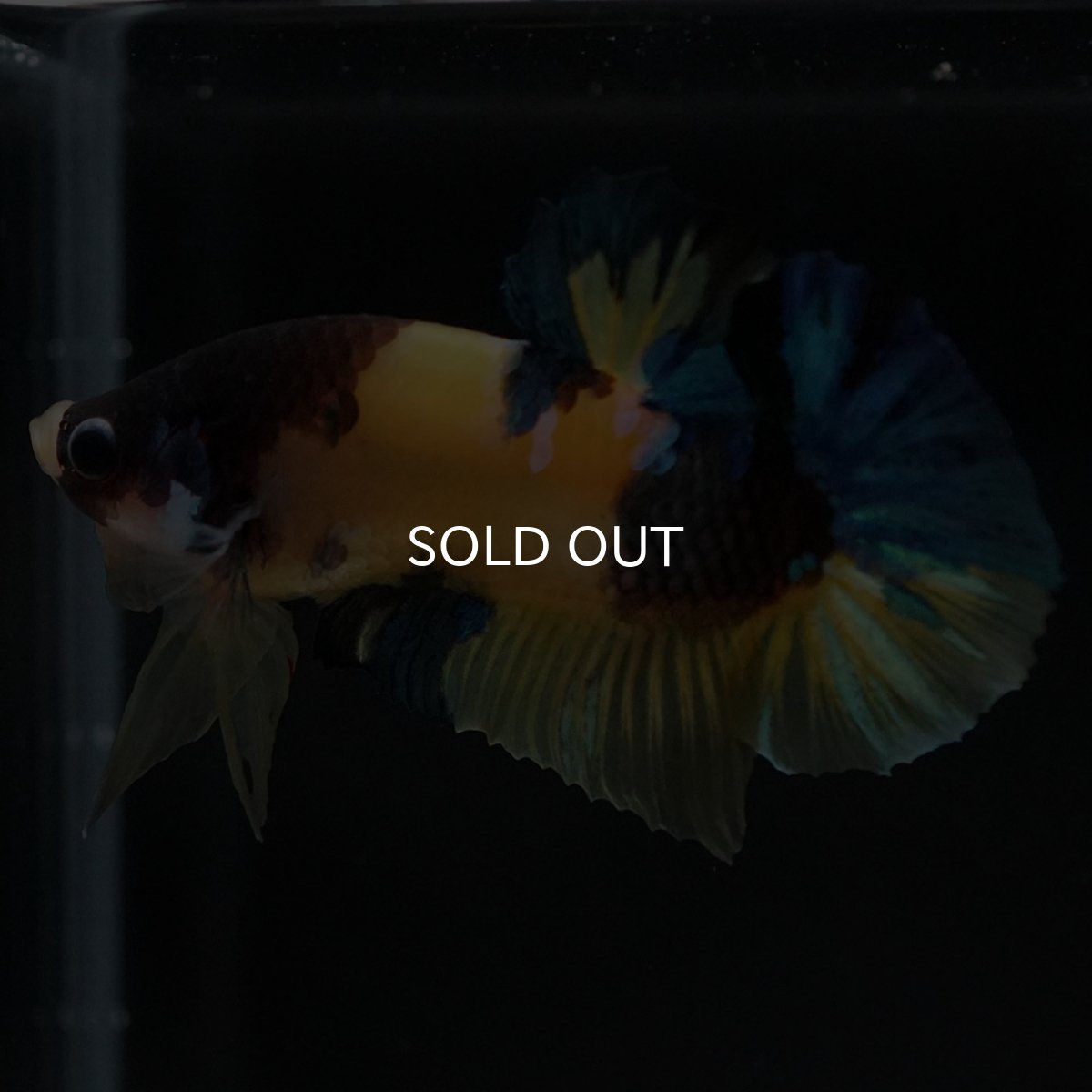 画像7: HMPK　イエロータイガー (7)