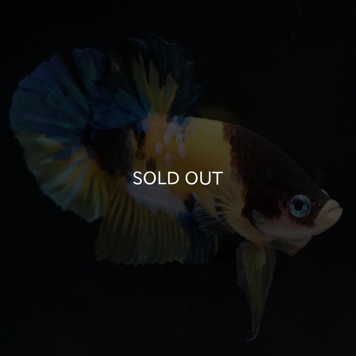 画像6: HMPK　イエロータイガー (6)