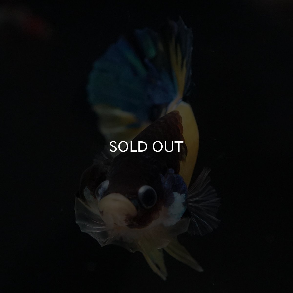 画像3: HMPK　イエロータイガー (3)