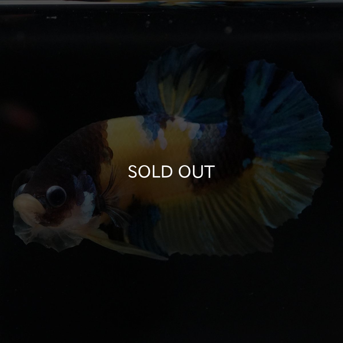 画像5: HMPK　イエロータイガー (5)