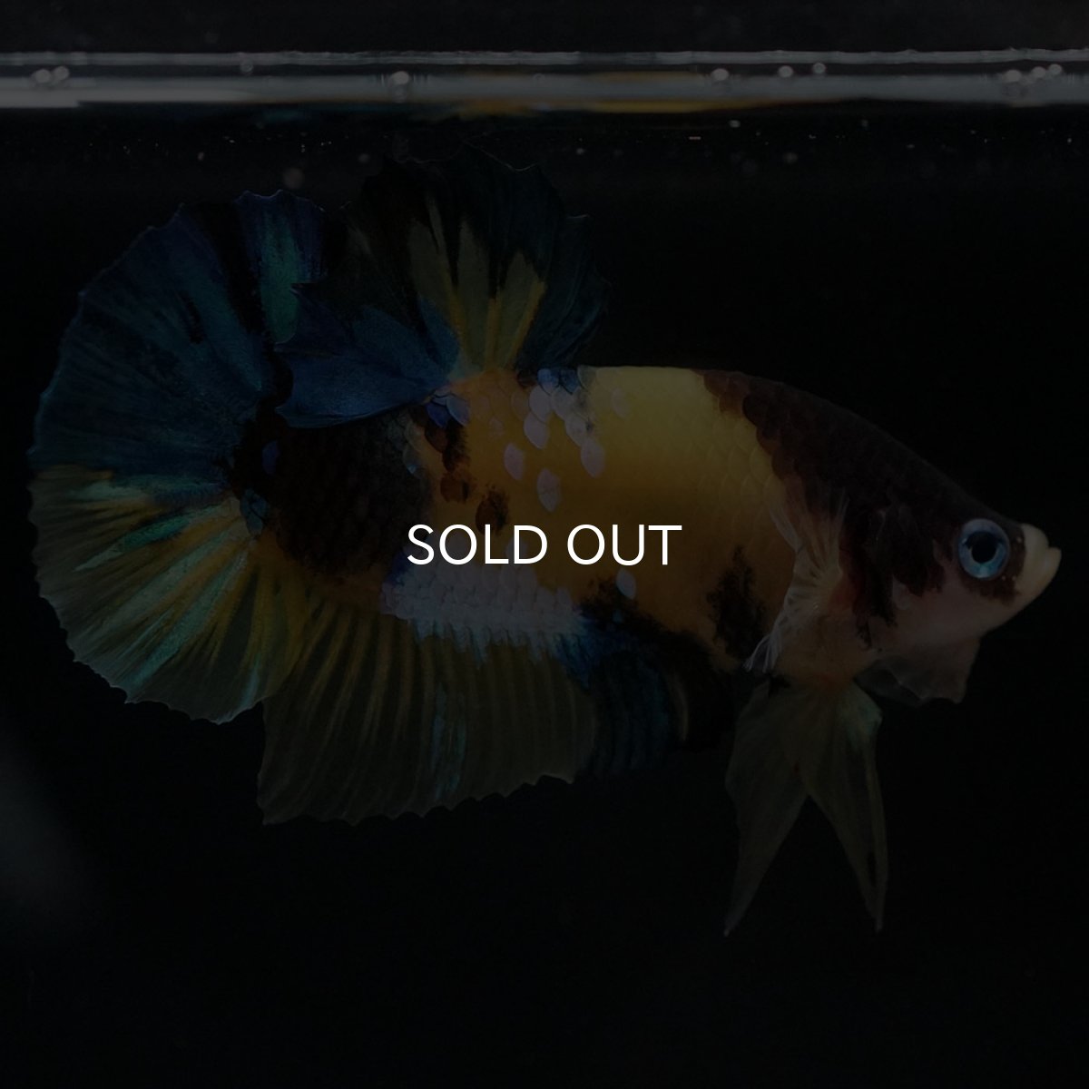 画像4: HMPK　イエロータイガー (4)