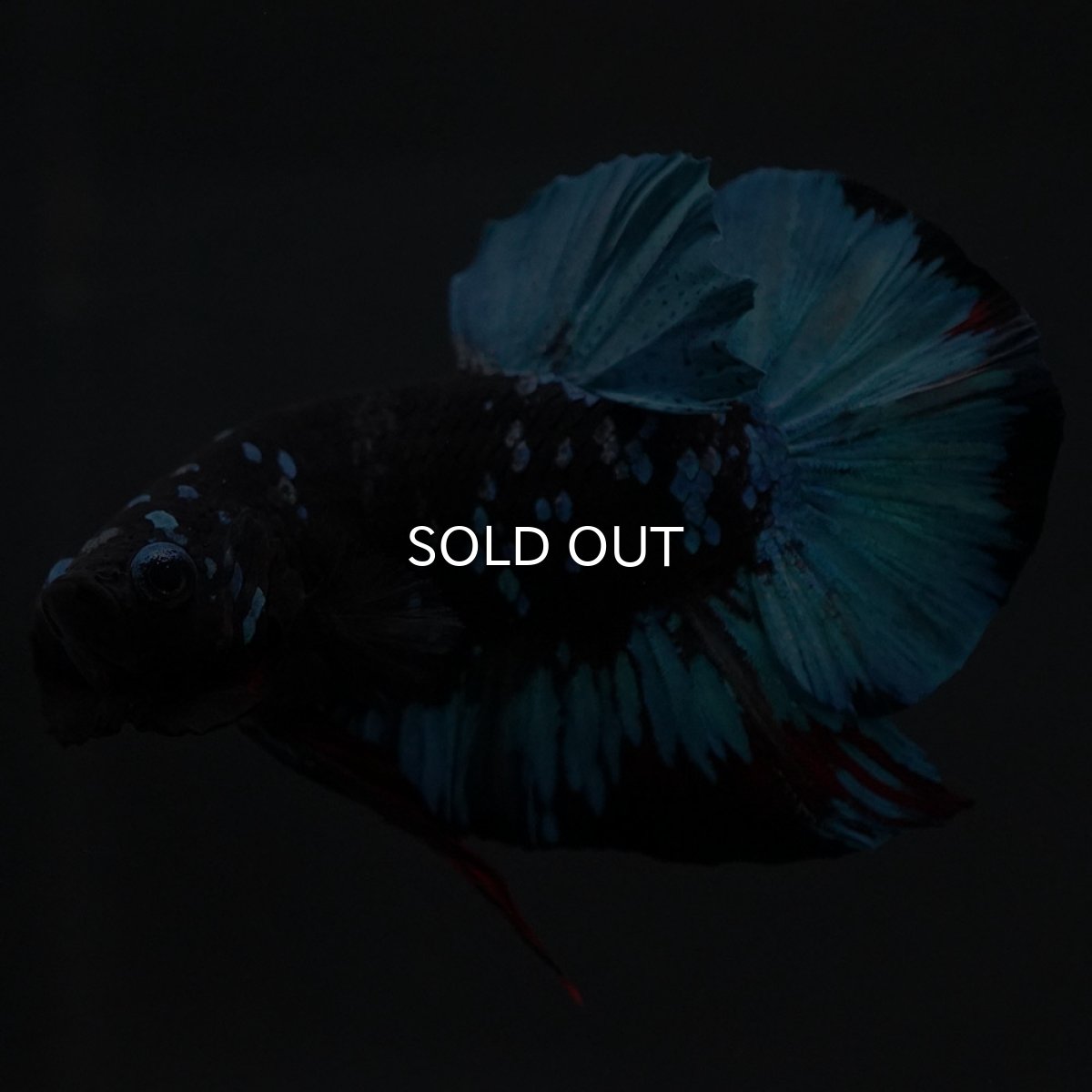 画像6: HMPK　ブラックスター (6)