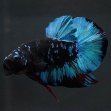 画像6: HMPK　ブラックスター (6)