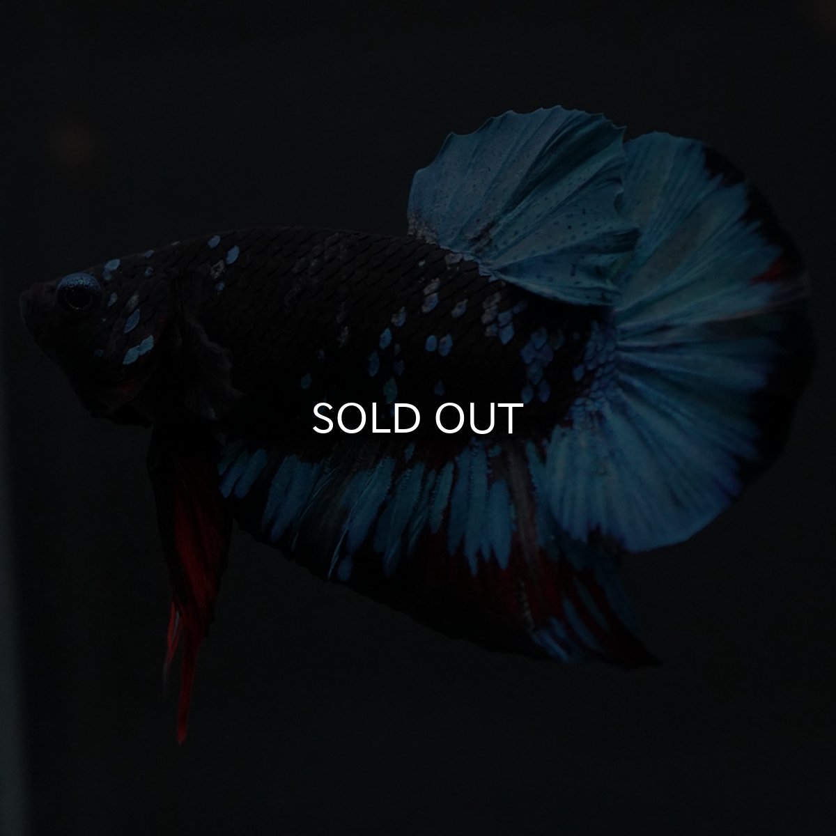 画像4: HMPK　ブラックスター (4)