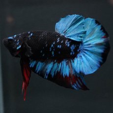 画像4: HMPK　ブラックスター (4)