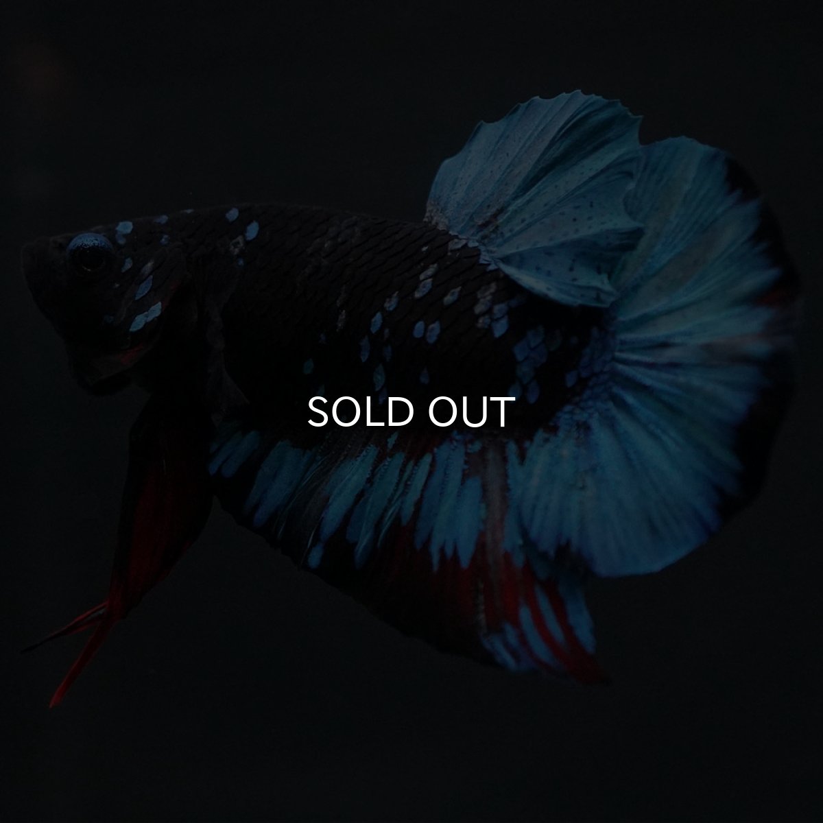 画像8: HMPK　ブラックスター (8)