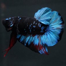 画像8: HMPK　ブラックスター (8)