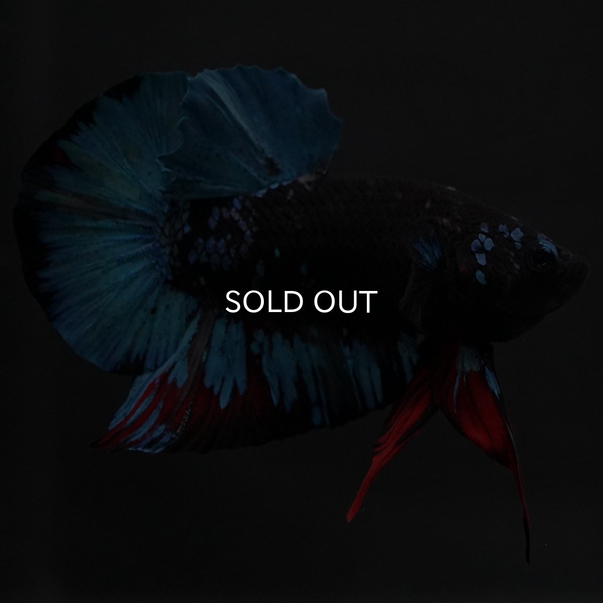 画像9: HMPK　ブラックスター (9)