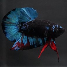 画像9: HMPK　ブラックスター (9)