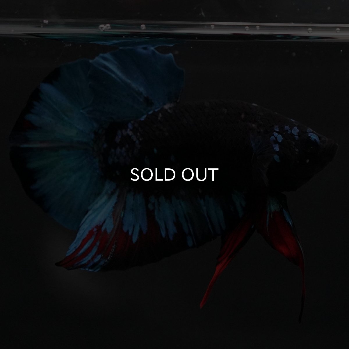 画像7: HMPK　ブラックスター (7)