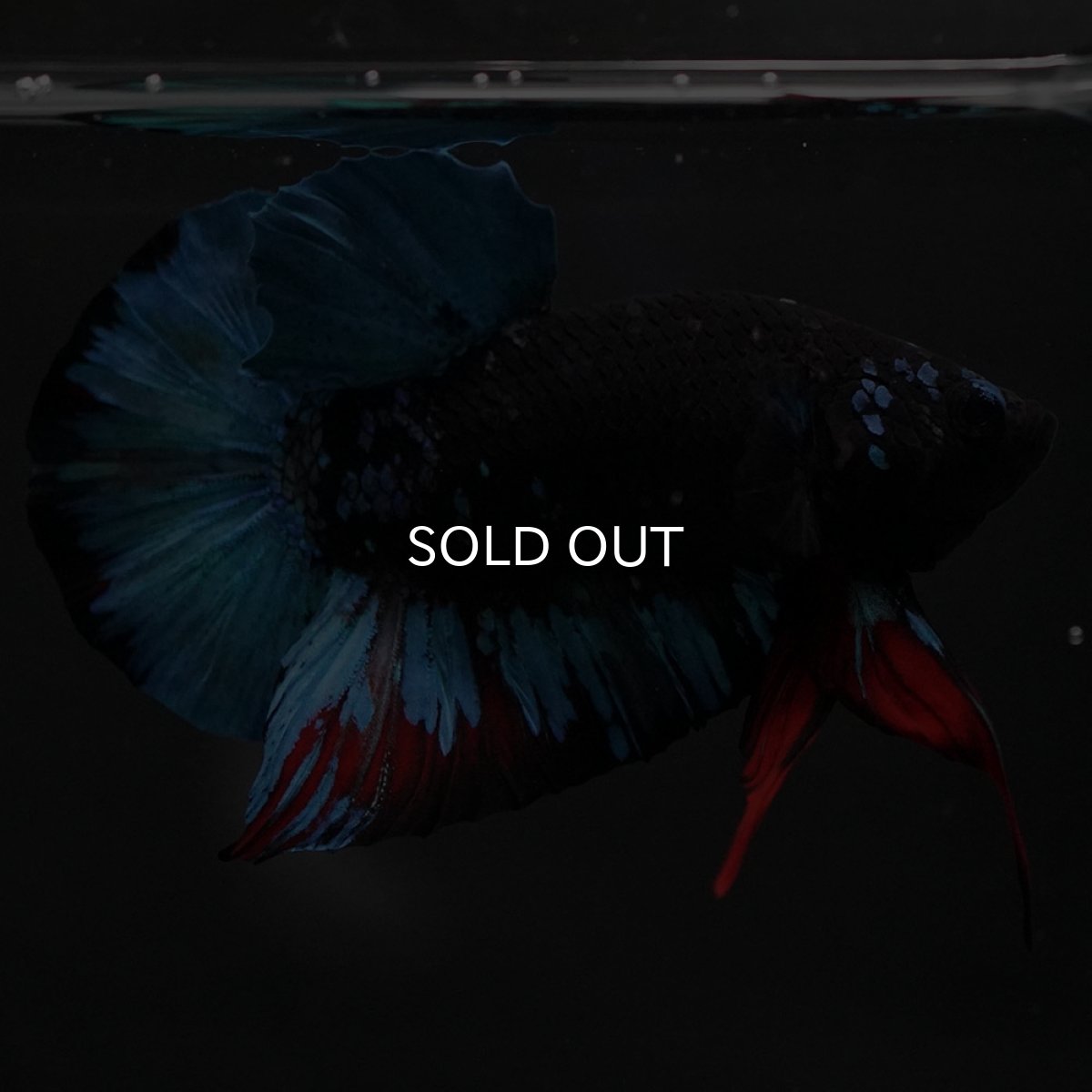 画像2: HMPK　ブラックスター (2)