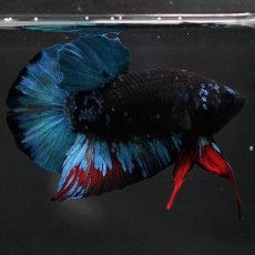 画像2: HMPK　ブラックスター (2)