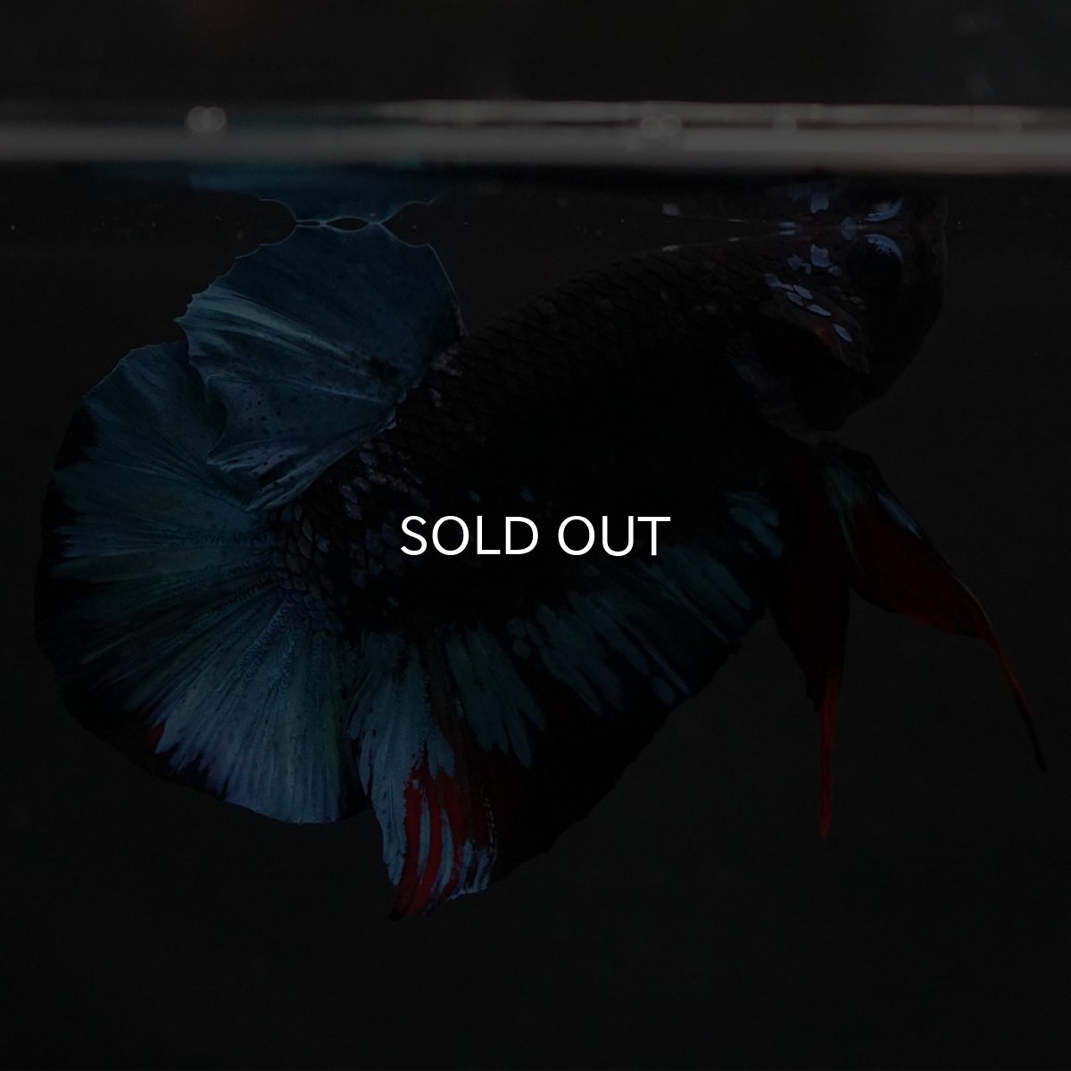 画像5: HMPK　ブラックスター (5)