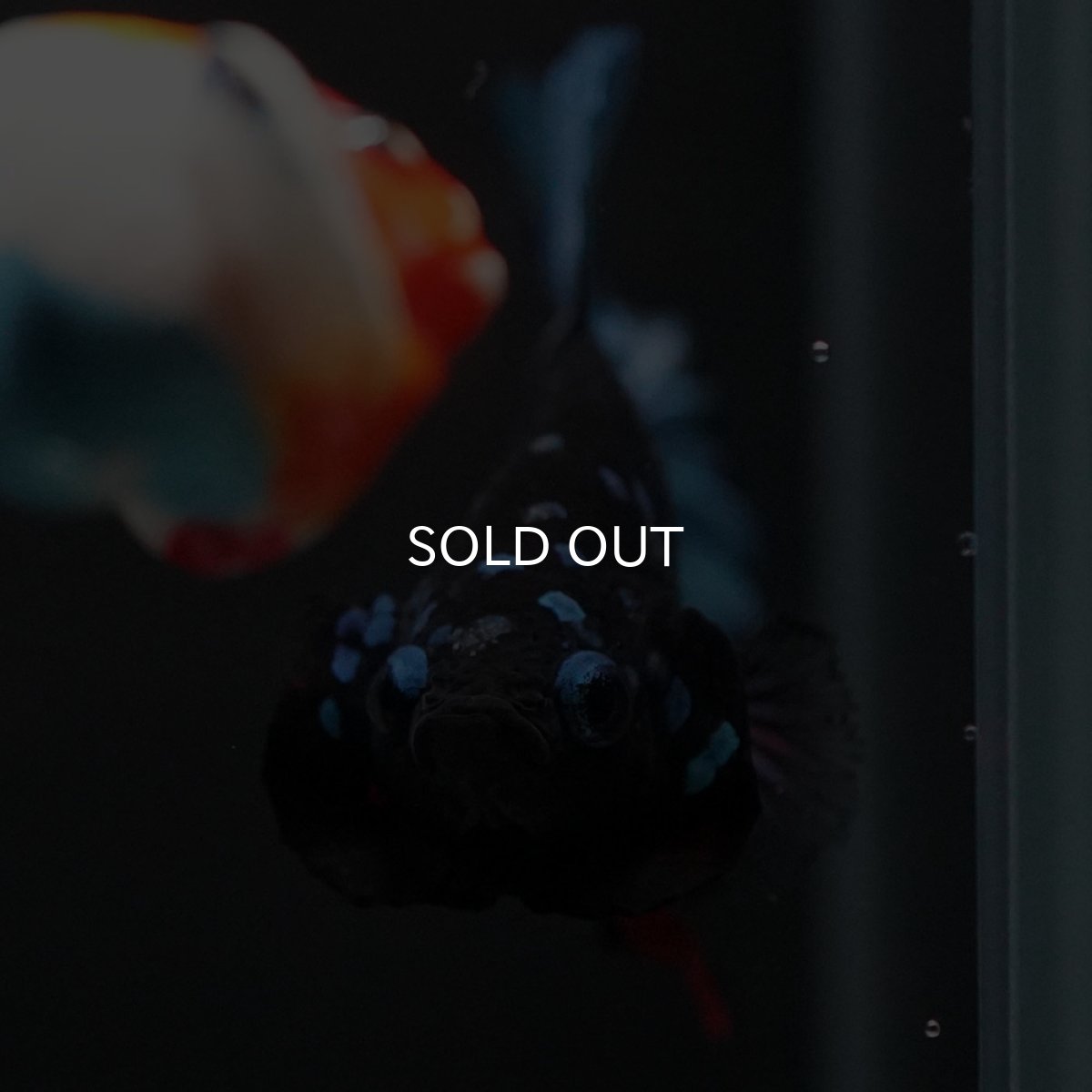 画像3: HMPK　ブラックスター (3)