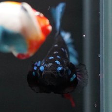 画像3: HMPK　ブラックスター (3)