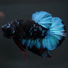 画像1: HMPK　ブラックスター (1)