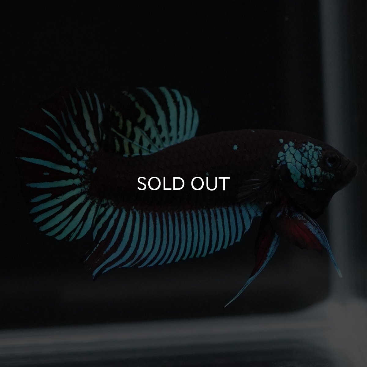 画像4: ワイルドハイブリッド　ブルー　サムライタイプ　♂のみ (4)