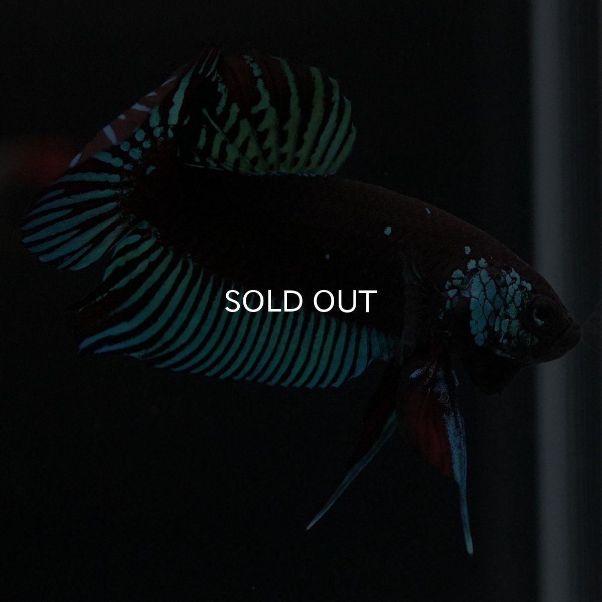 画像8: ワイルドハイブリッド　ブルー　サムライタイプ　♂のみ (8)