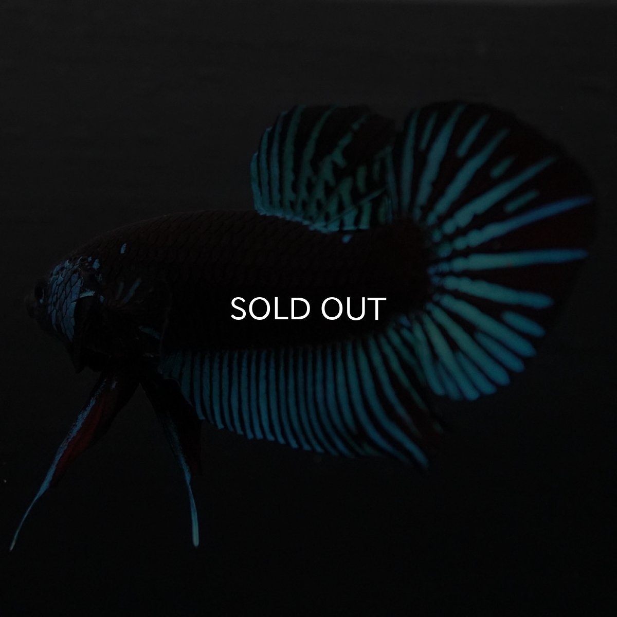 画像5: ワイルドハイブリッド　ブルー　サムライタイプ　♂のみ (5)