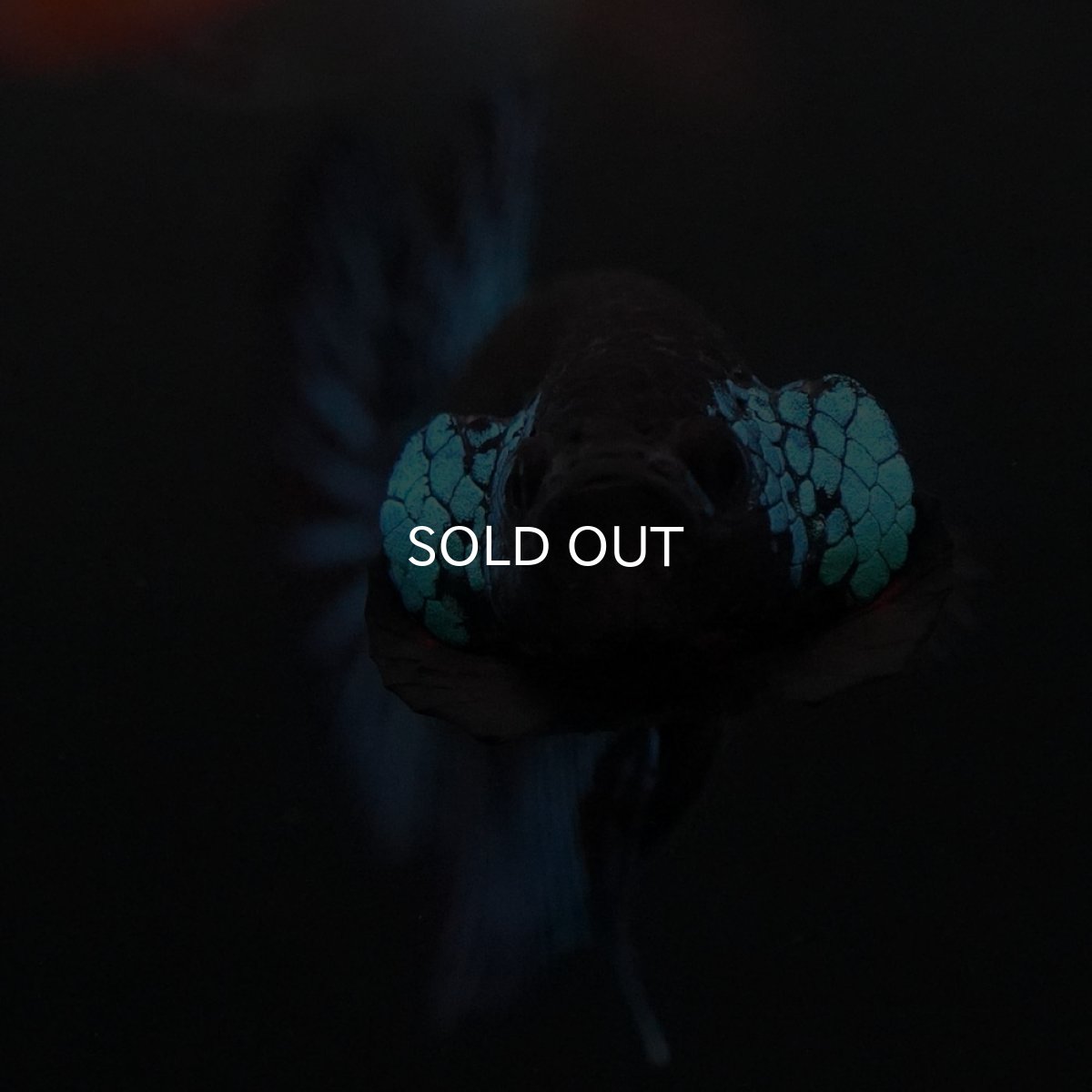 画像3: ワイルドハイブリッド　ブルー　サムライタイプ　♂のみ (3)