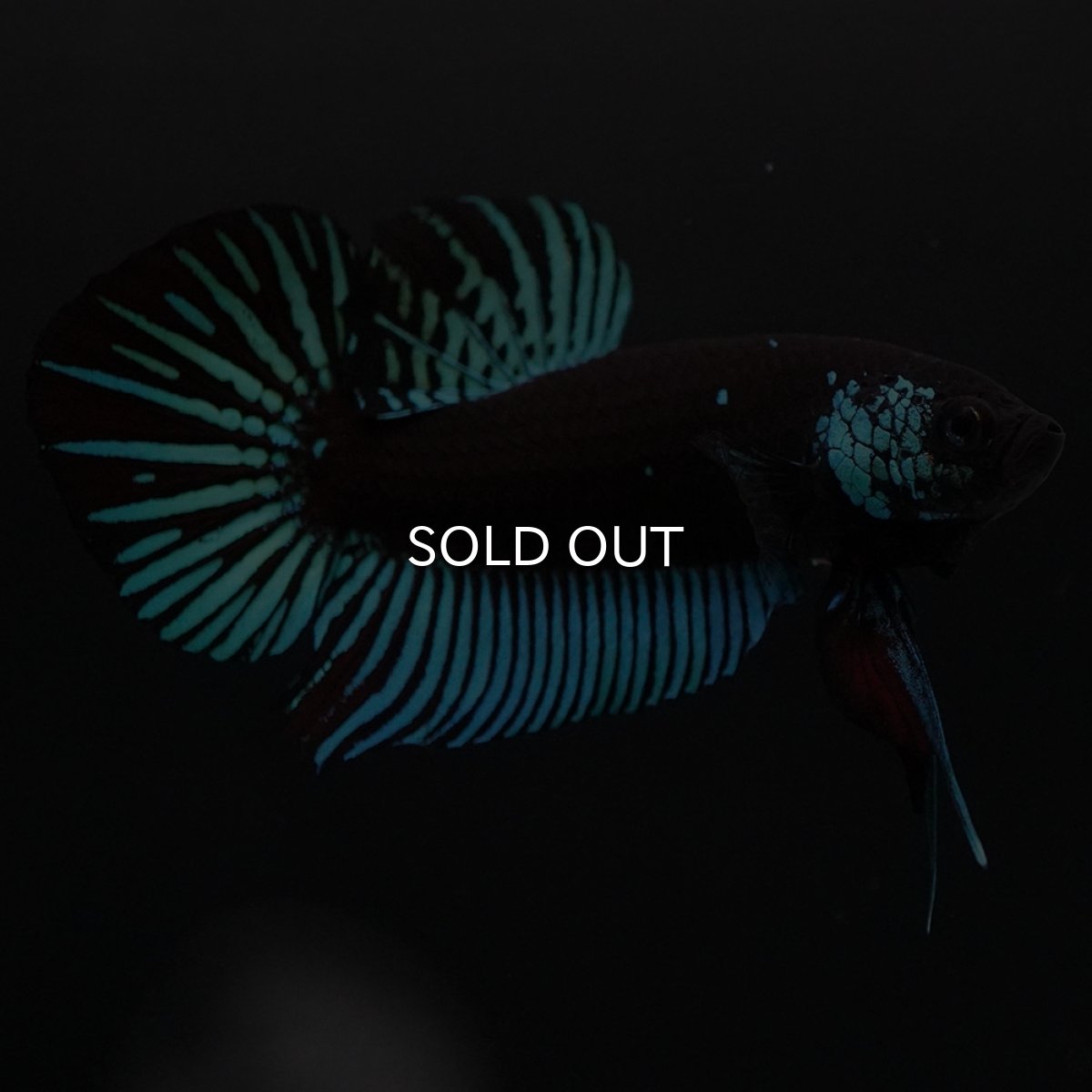 画像6: ワイルドハイブリッド　ブルー　サムライタイプ　♂のみ (6)