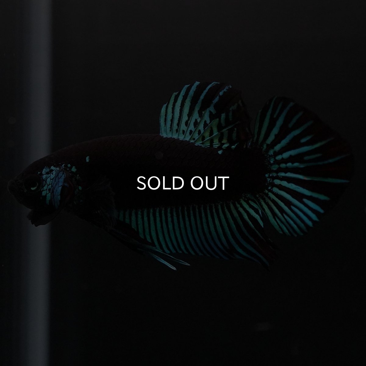 画像7: ワイルドハイブリッド　ブルー　サムライタイプ　♂のみ (7)