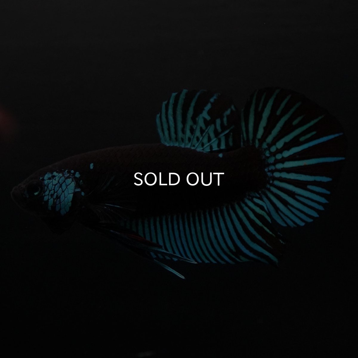 画像2: ワイルドハイブリッド　ブルー　サムライタイプ　♂のみ (2)