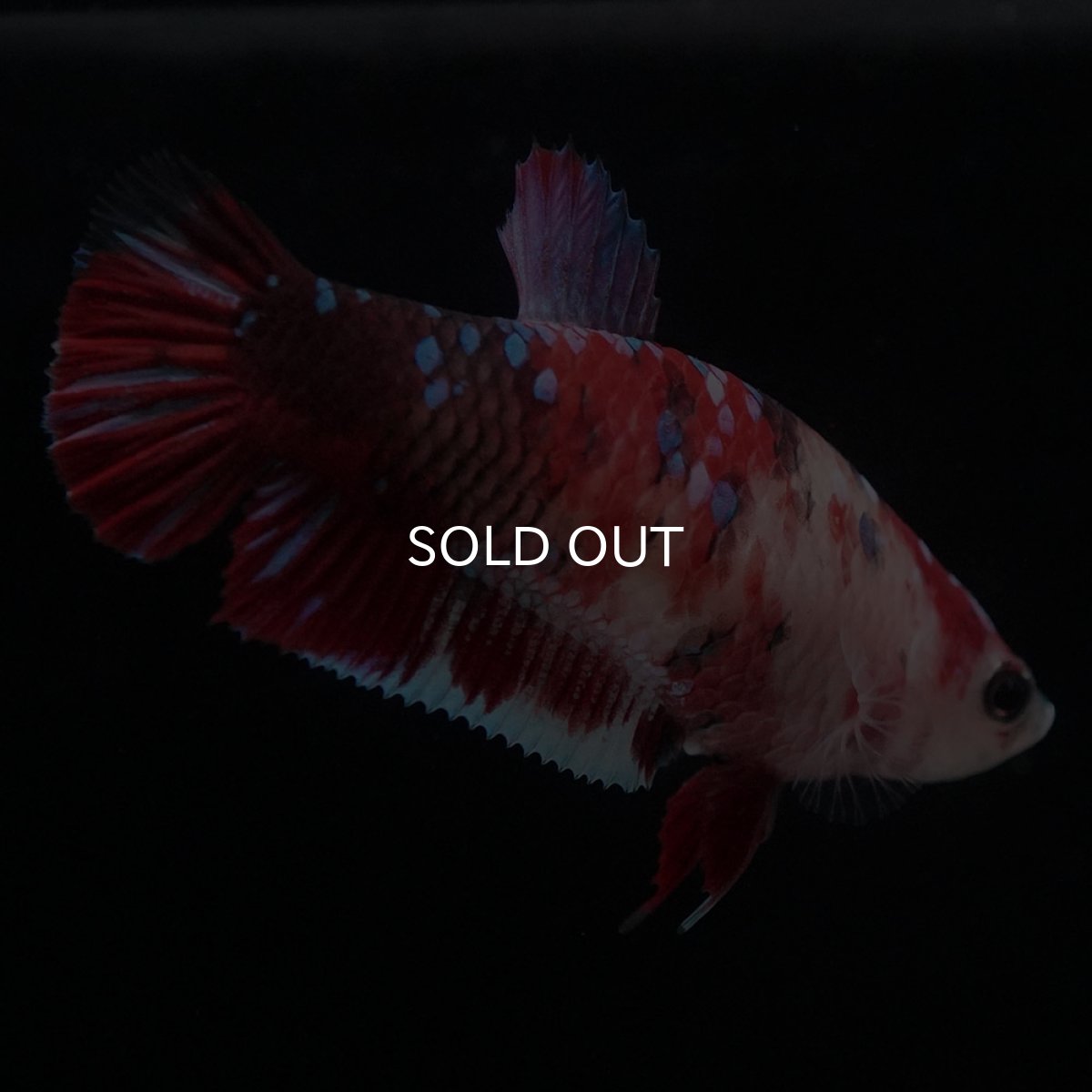 画像5: HMPK 鯉 メス (5)