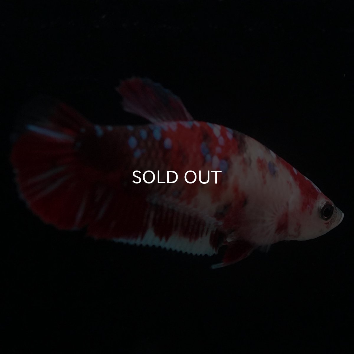 画像4: HMPK 鯉 メス (4)