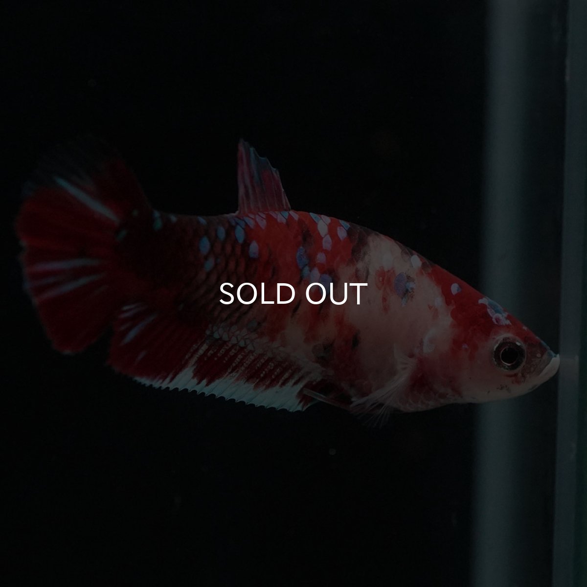 画像3: HMPK 鯉 メス (3)