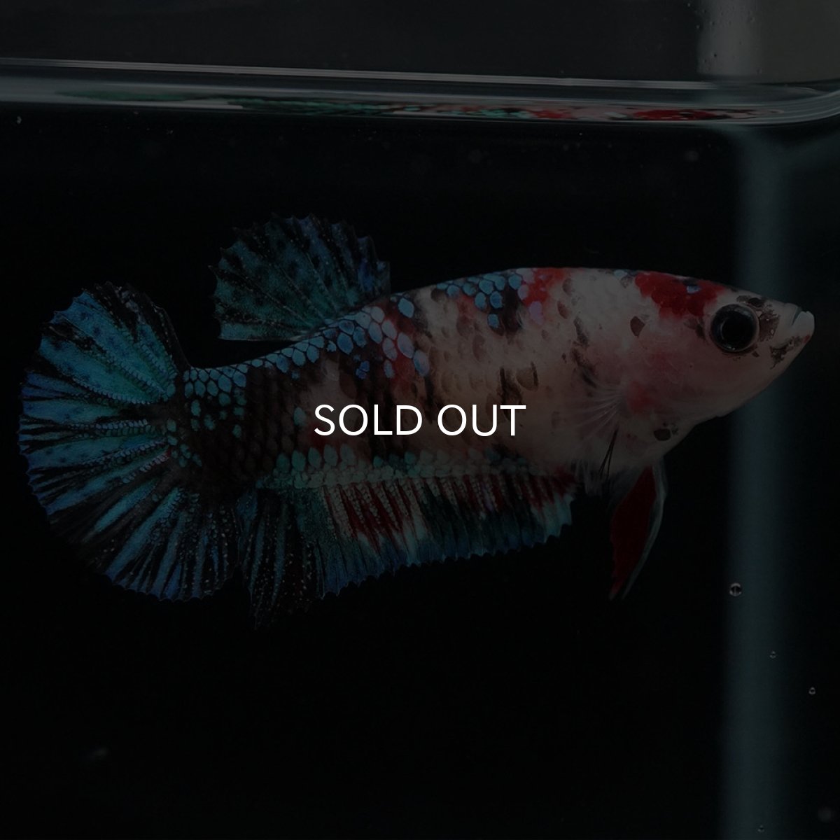 画像3: HMPK 鯉ギャラクシー メス (3)