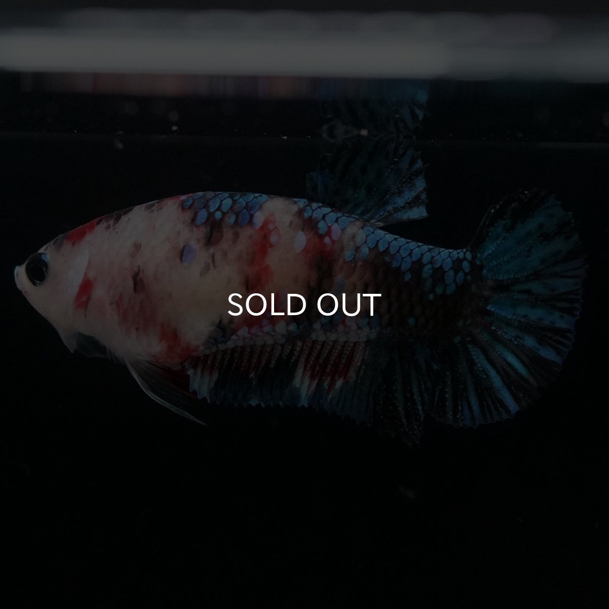 画像4: HMPK 鯉ギャラクシー メス (4)