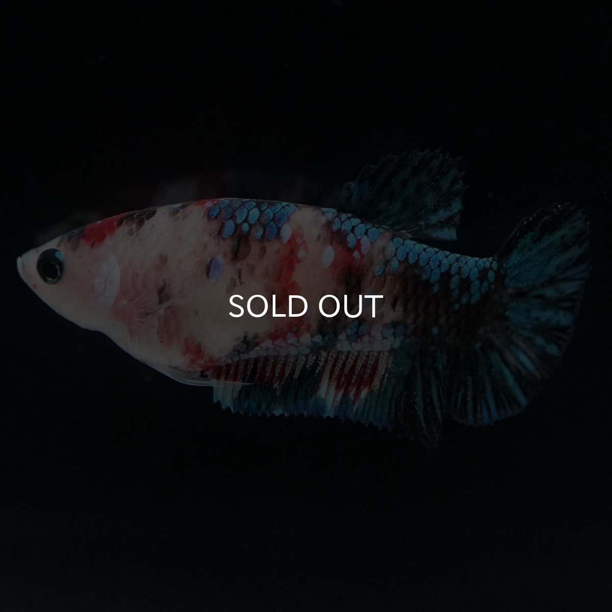 画像2: HMPK 鯉ギャラクシー メス (2)